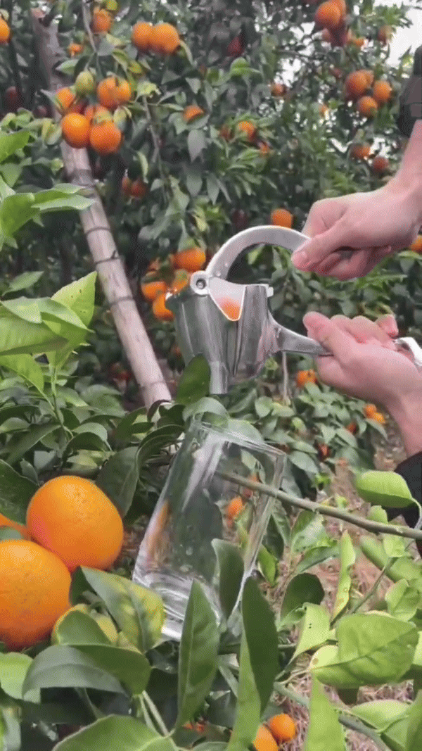 kaufsy | Fruchtsaft Presse
